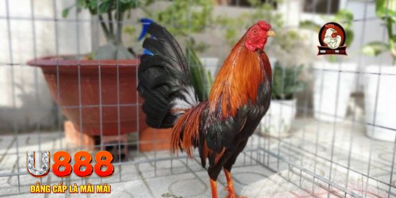 laptop 88 game máy bay nổ hũ