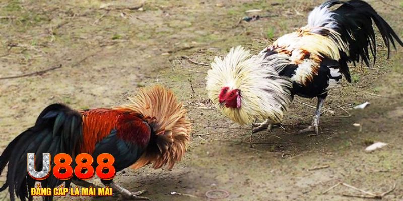 laptop 88 game nổ hũ là gì
